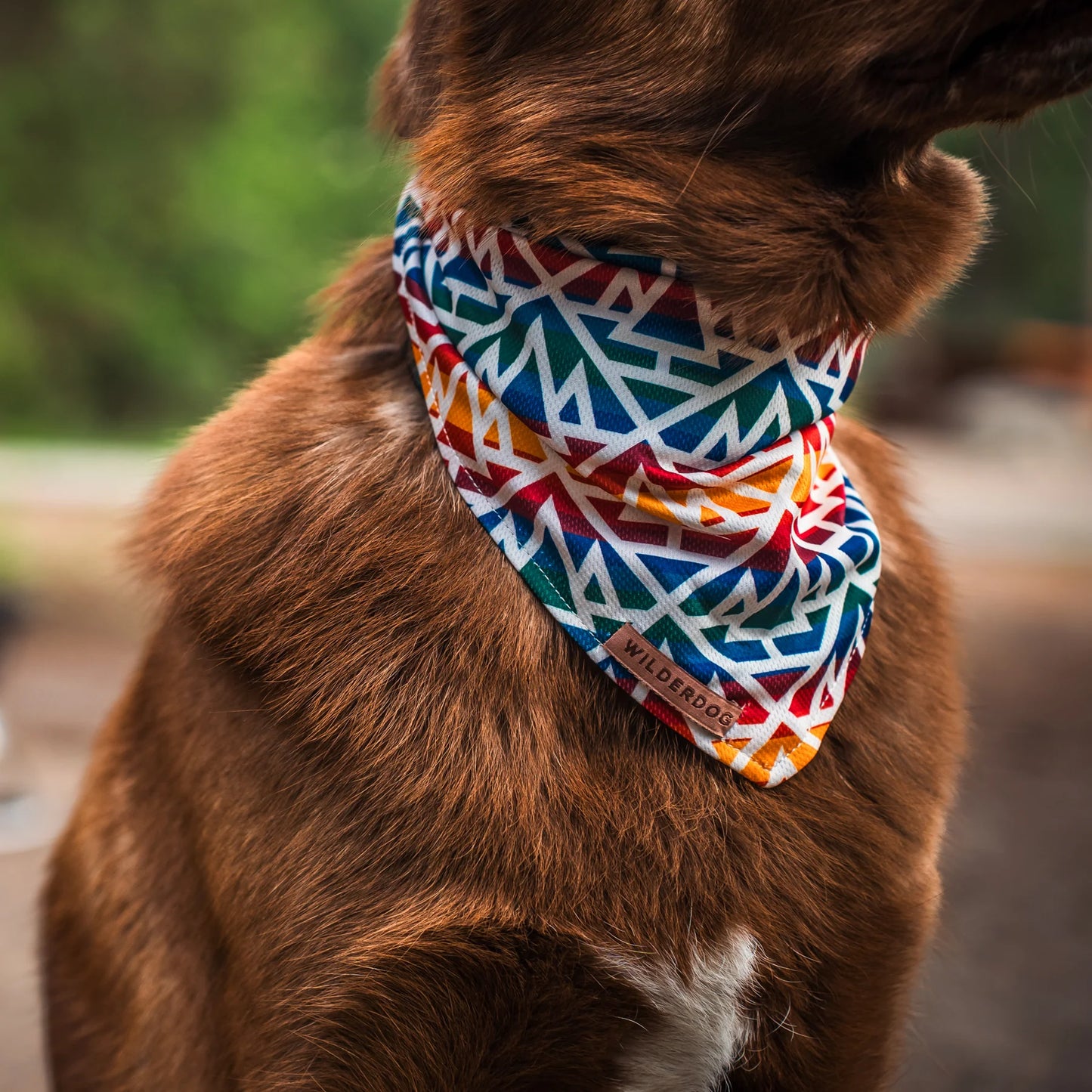 Wilderdog Rainbow Bandana