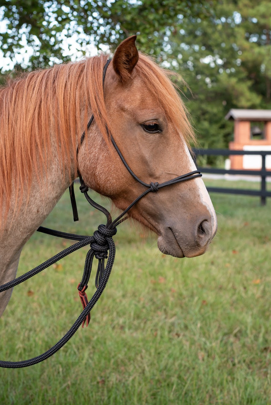 Knotty Girlz Stiff 4- Knot Hackamore Set (8ft) Black