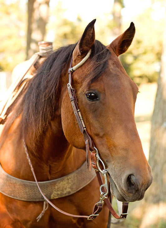 Oxbow Rawhide Chocolate Slip Ear Headstall